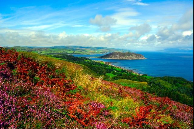 Heather on the hillside above Island Davaar